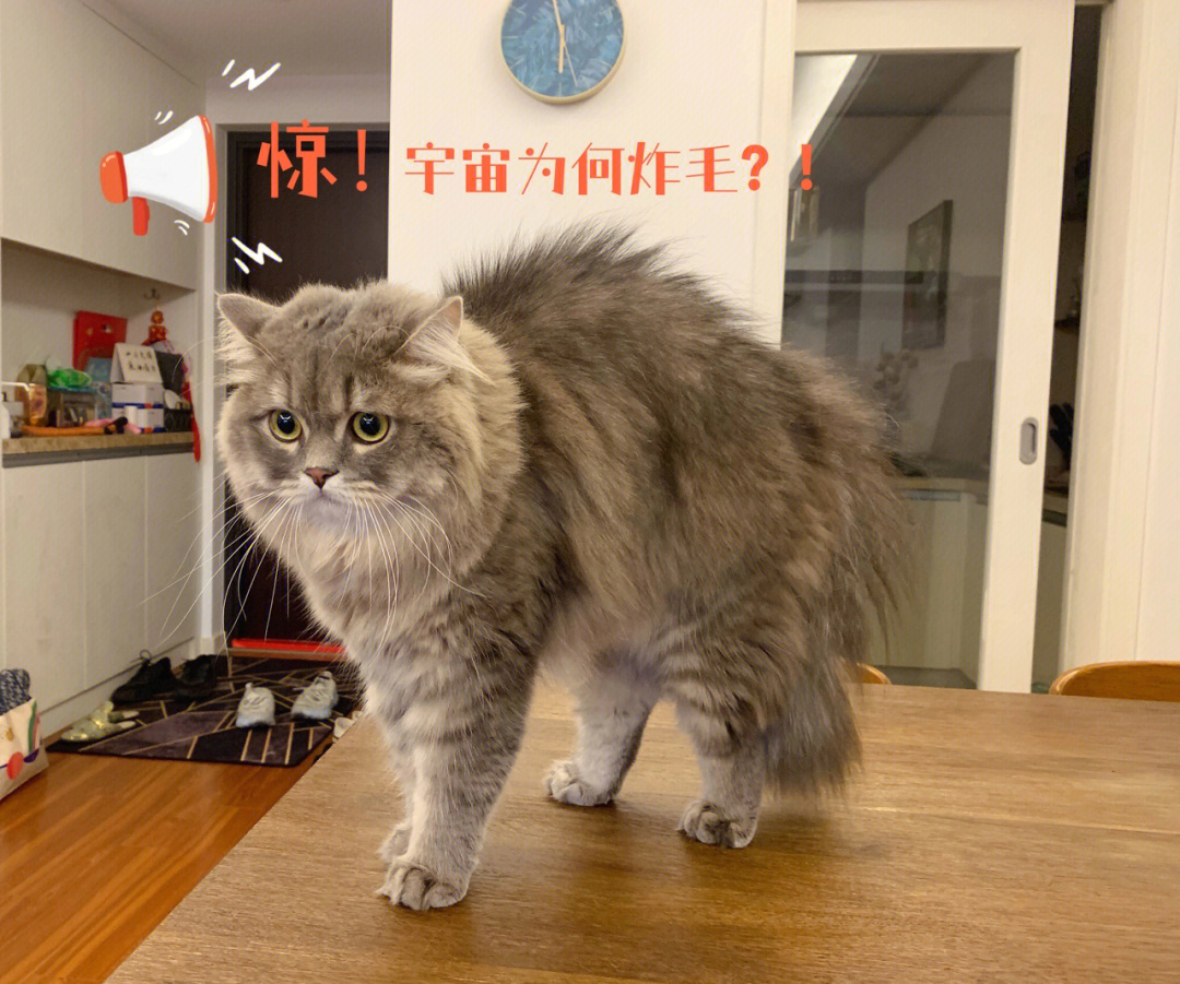 猫咪炸毛是什么原因图片