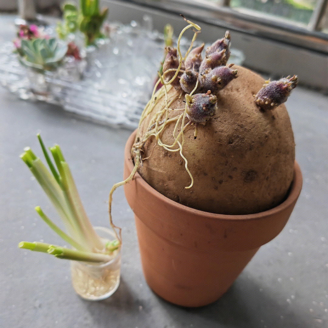 土豆水培方法图片图片
