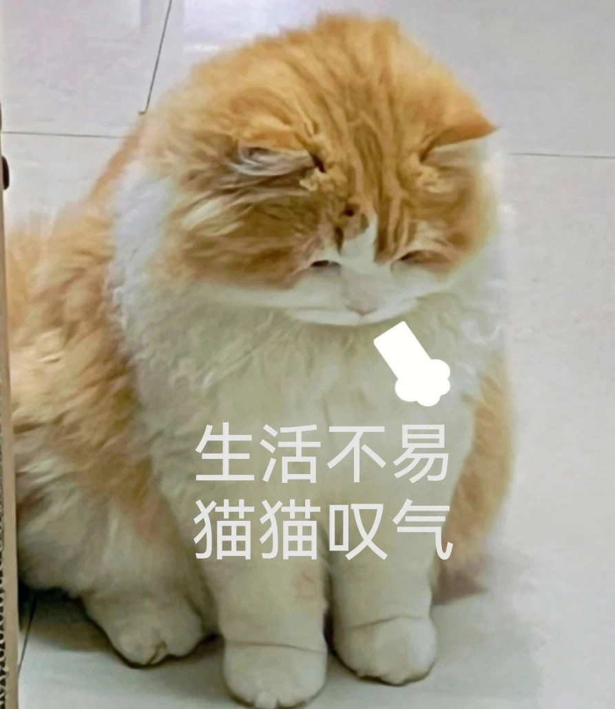 猫猫叹气表情包图片