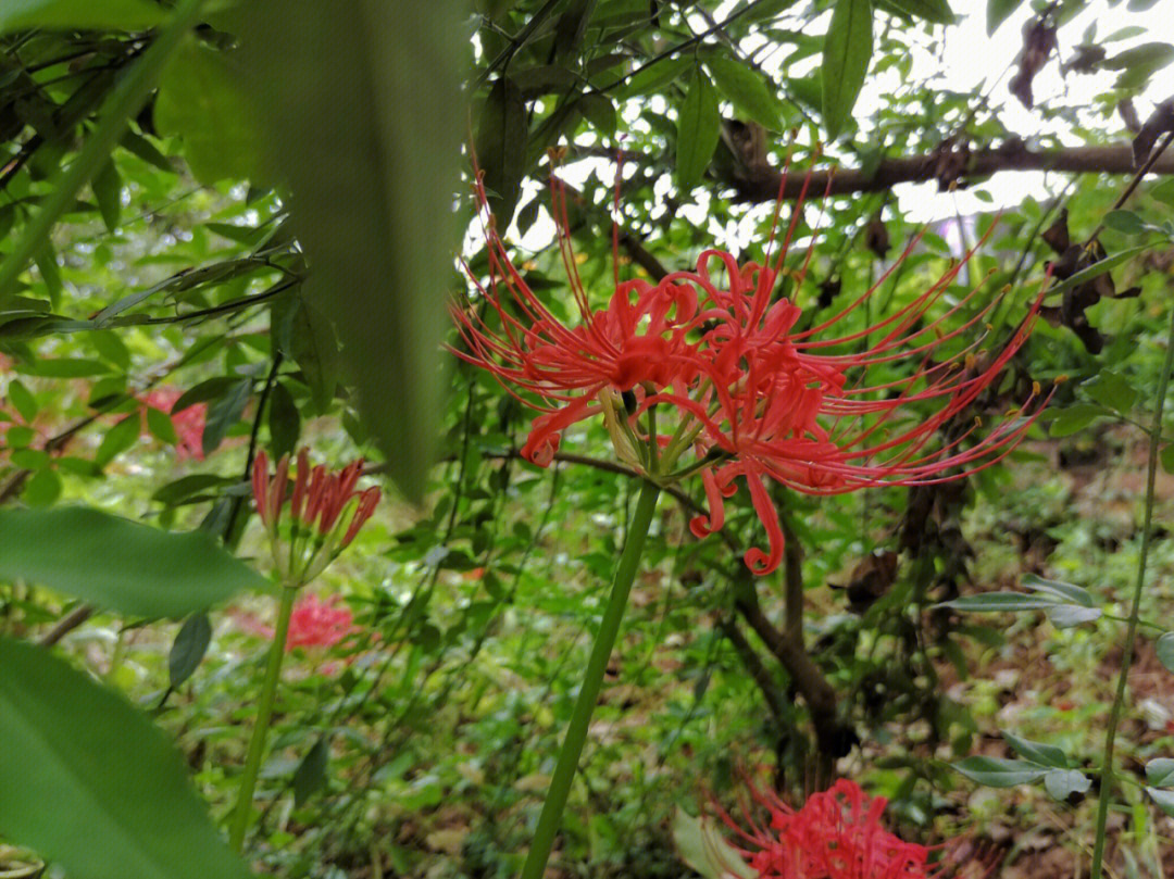 石蒜开花前的样子图片