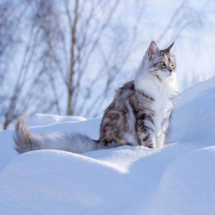 全身雪白眼睛蓝色的猫图片