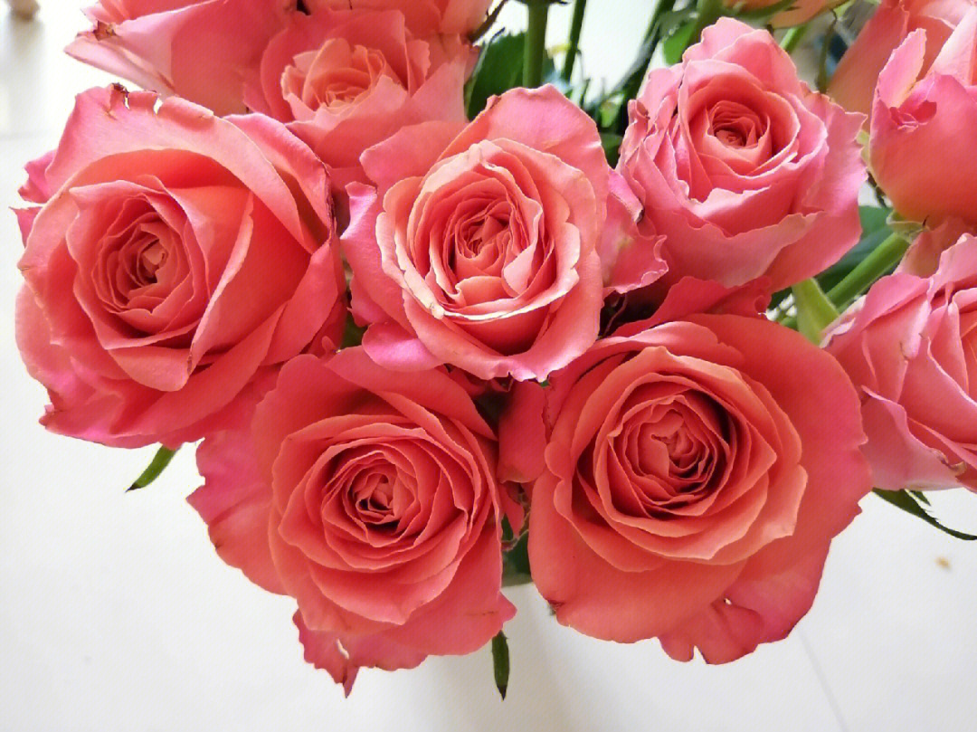 香妃玫瑰花期图片