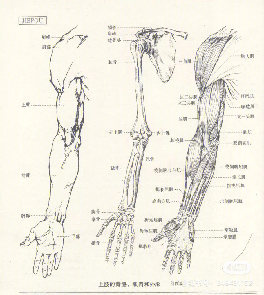 速写人物上肢结构画起来