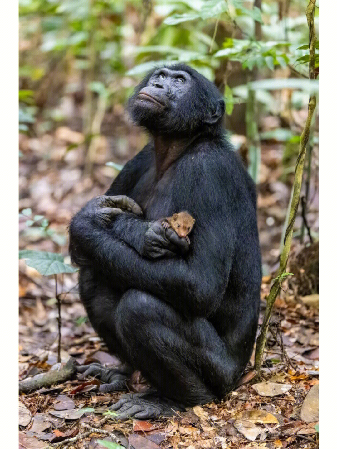 摄影师克里斯蒂安拍下这只年轻的雄性倭黑猩猩手里拿着一只幼年猫鼬的