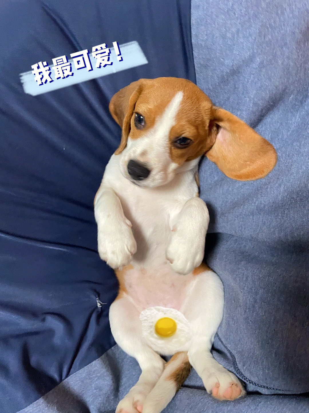 比格犬小时候图片