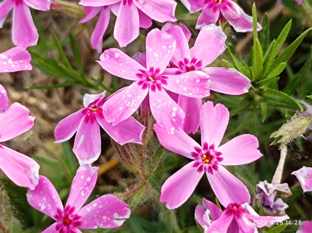 芝樱开花花期图片