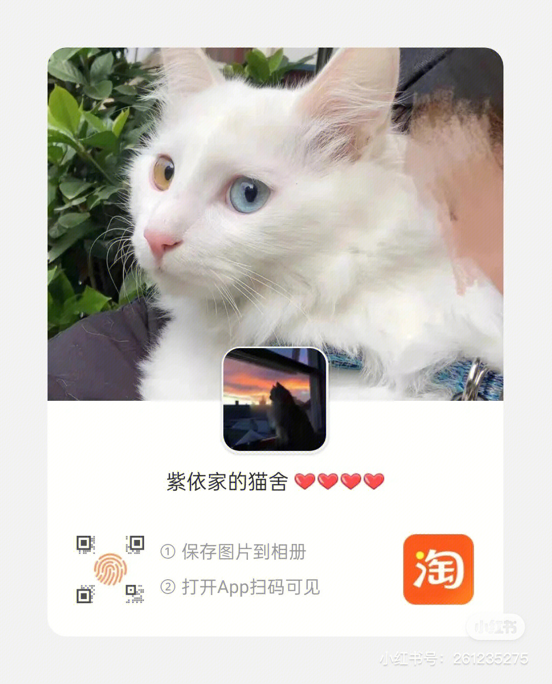 黑心猫舍避雷土豆家的猫舍