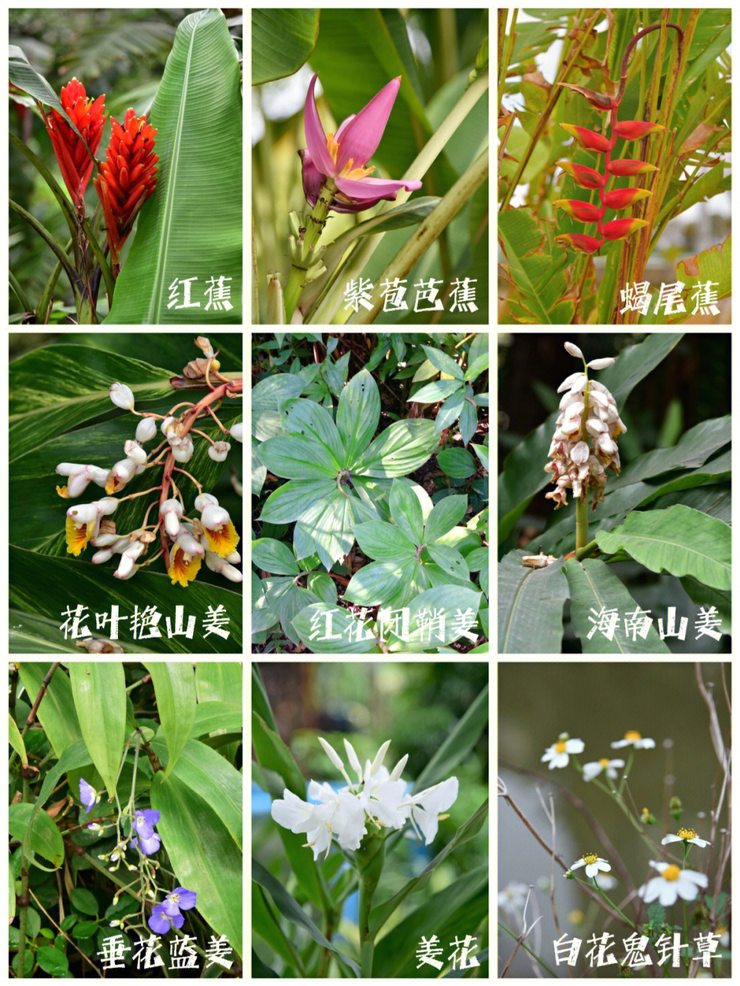 植物名称大全500种图片