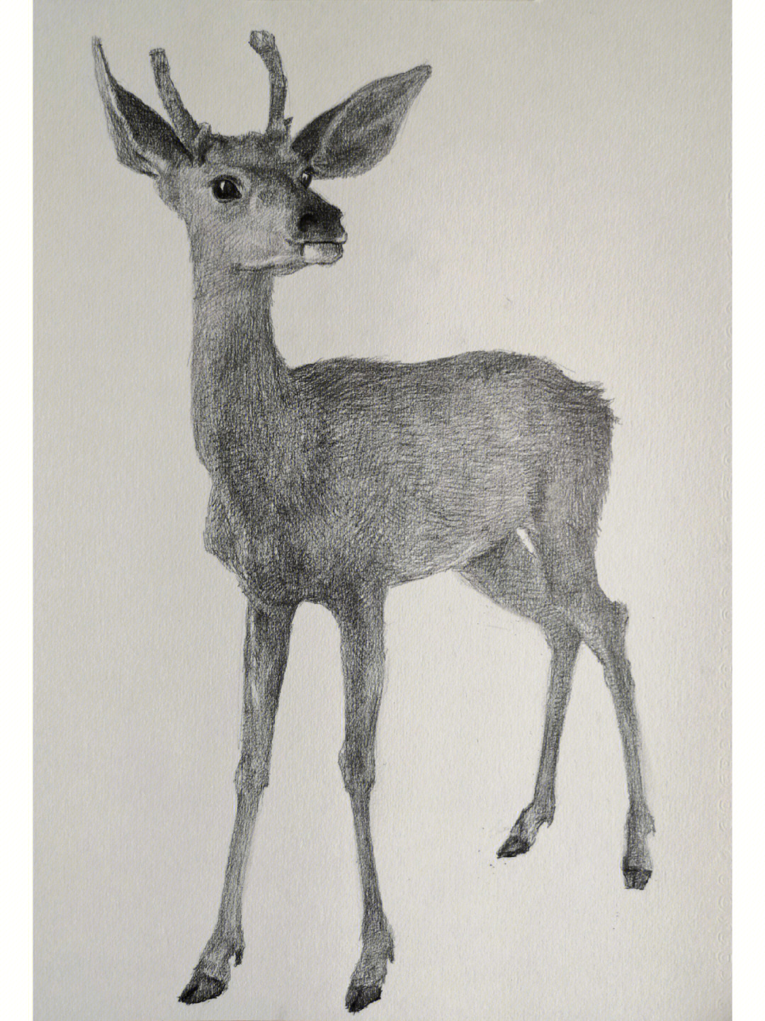 鹿的素描简笔图片