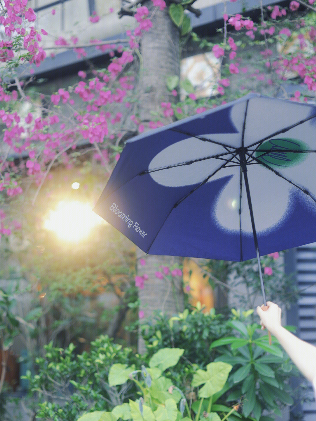 下雨花伞图片图片