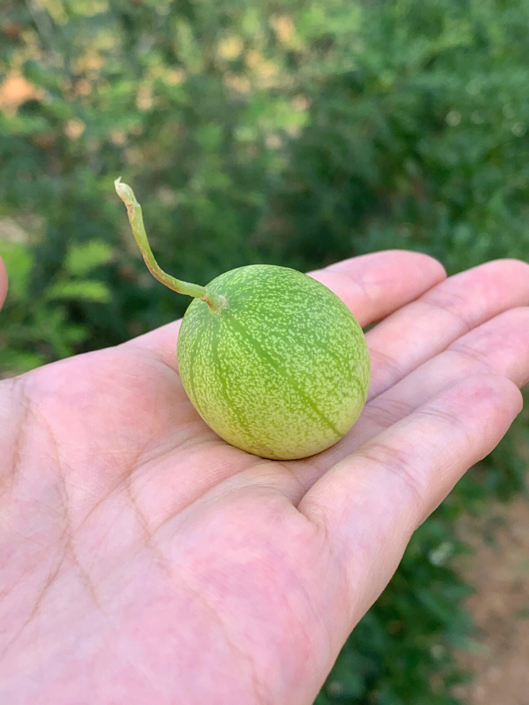 最小的西瓜图片