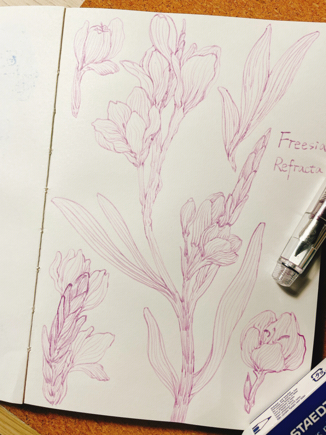 紫茎泽兰手绘图片