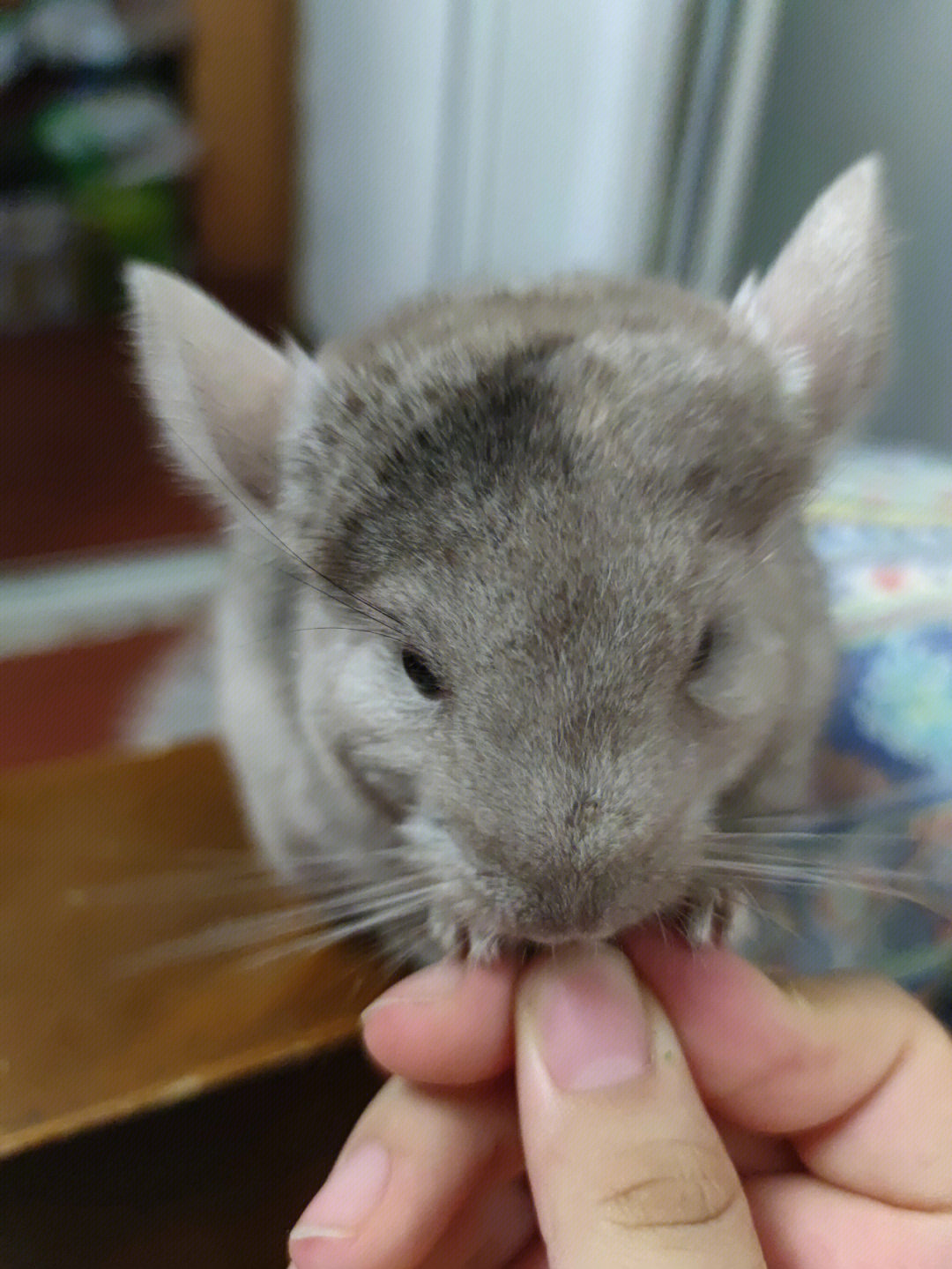 龙猫毛色稀有排行图片