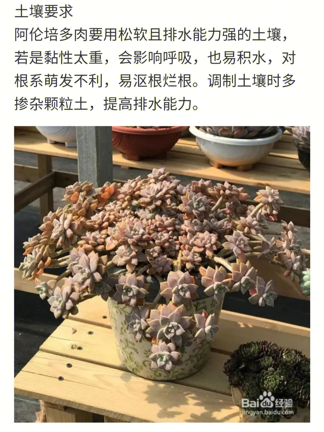 阿伦培和珑月的区别图片