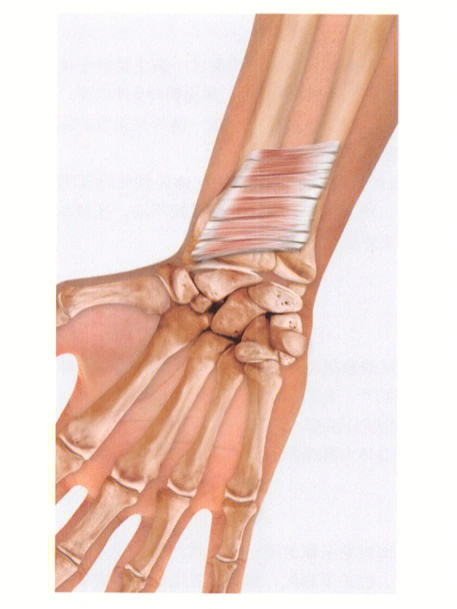 flexor carpi radialis图片