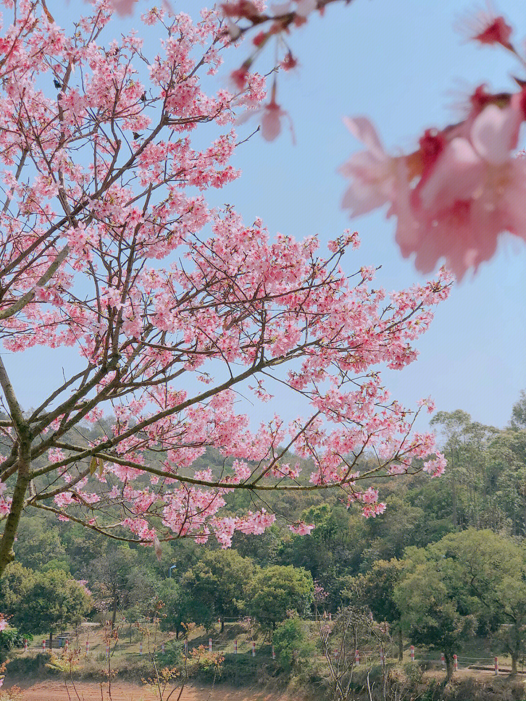 江门圭峰山樱花2021图片