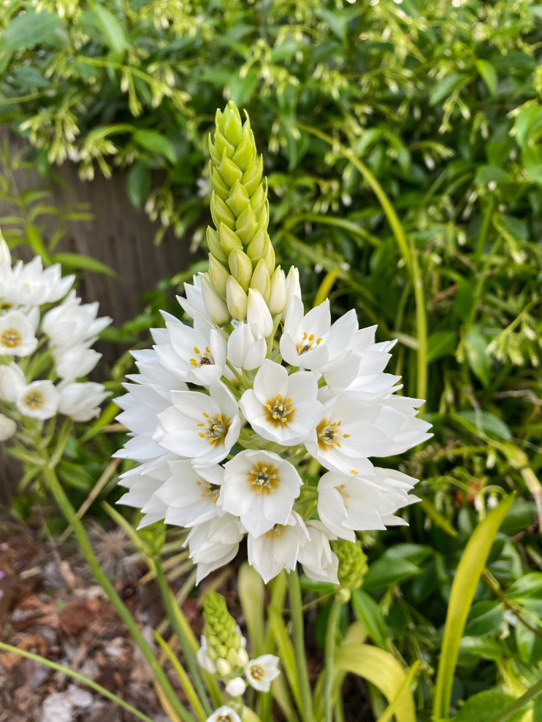 学名:ornithogalum thyrsoides(star