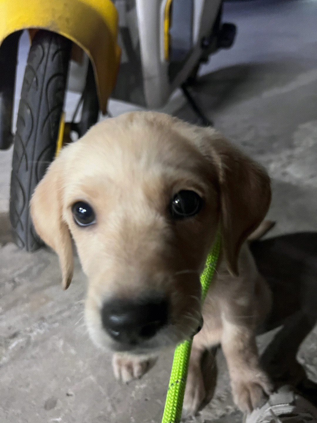 帮看一下拉布拉多幼犬