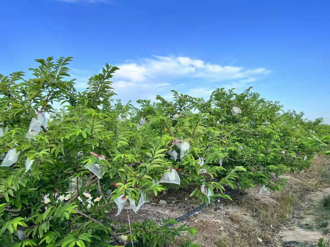 当季绿色种植的潮汕特产樟林林檎牛奶释迦果