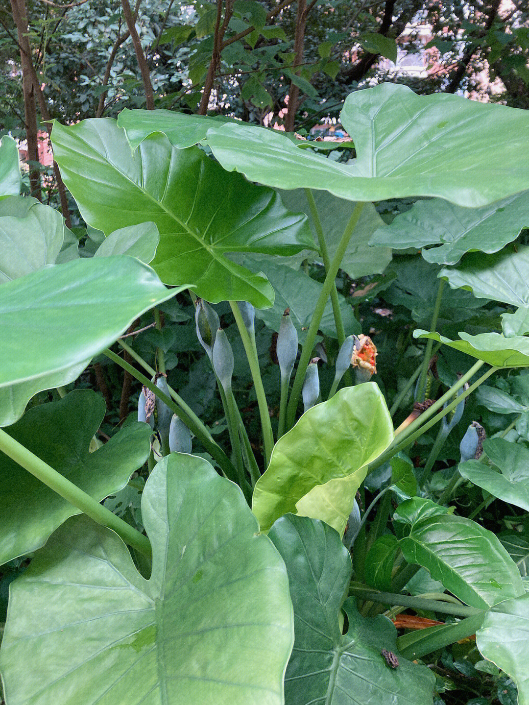 滴水观音的花朵图片