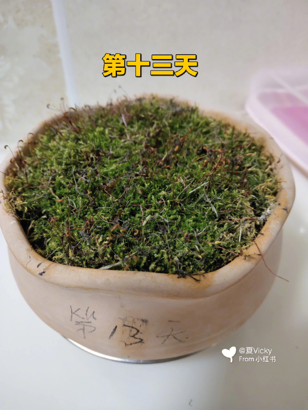 记录太阳花苔藓种植第十三天