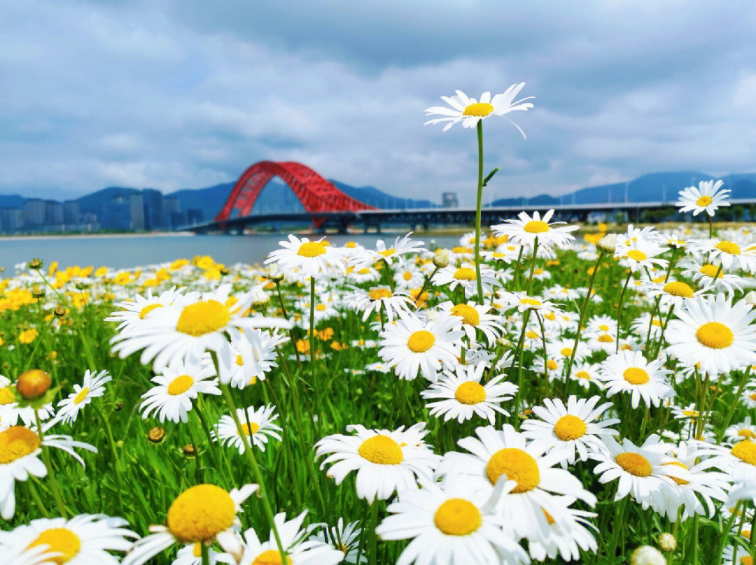 北仑梅山红桥花海图片