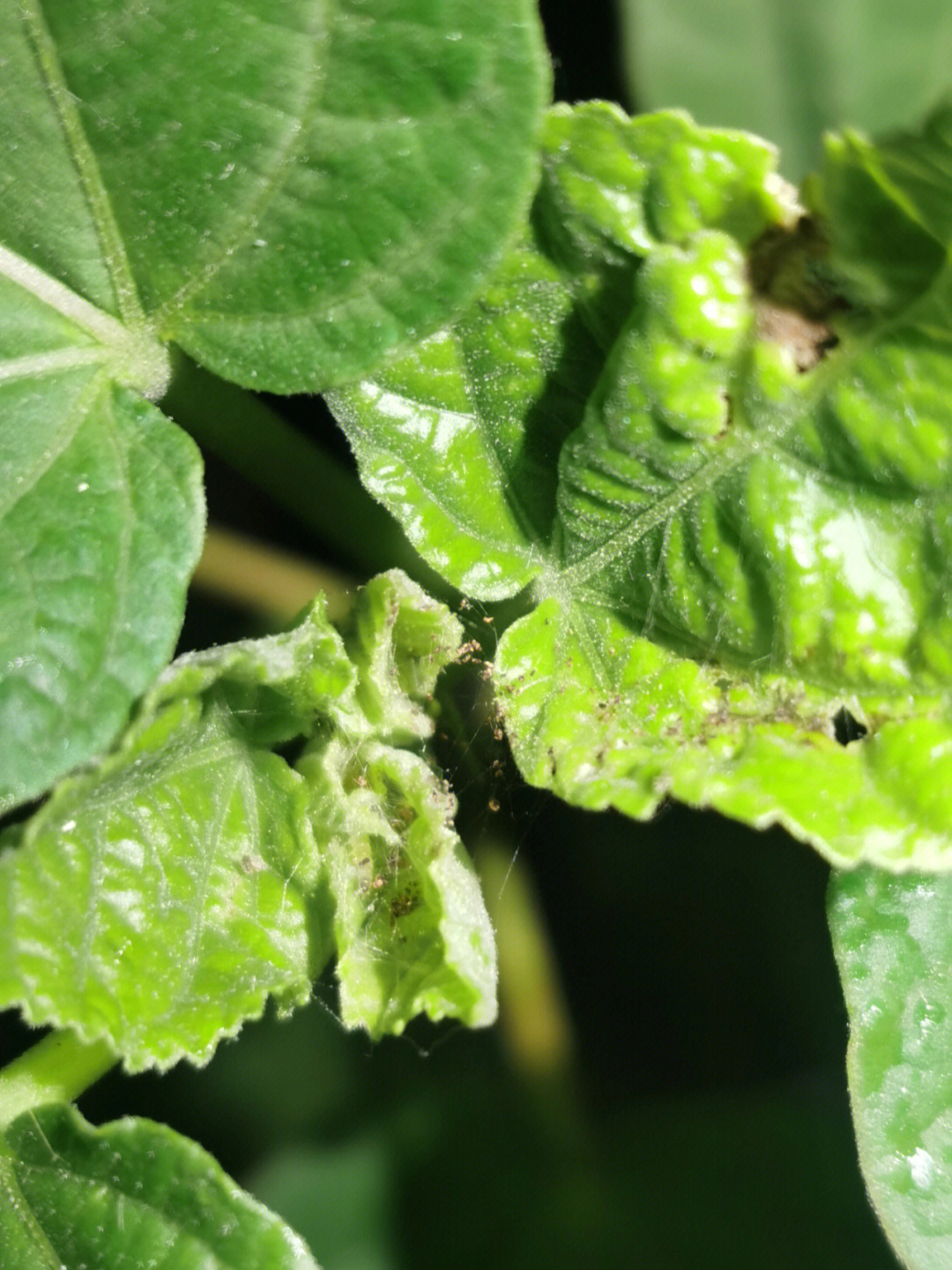 红蜘蛛植物发病图片图片