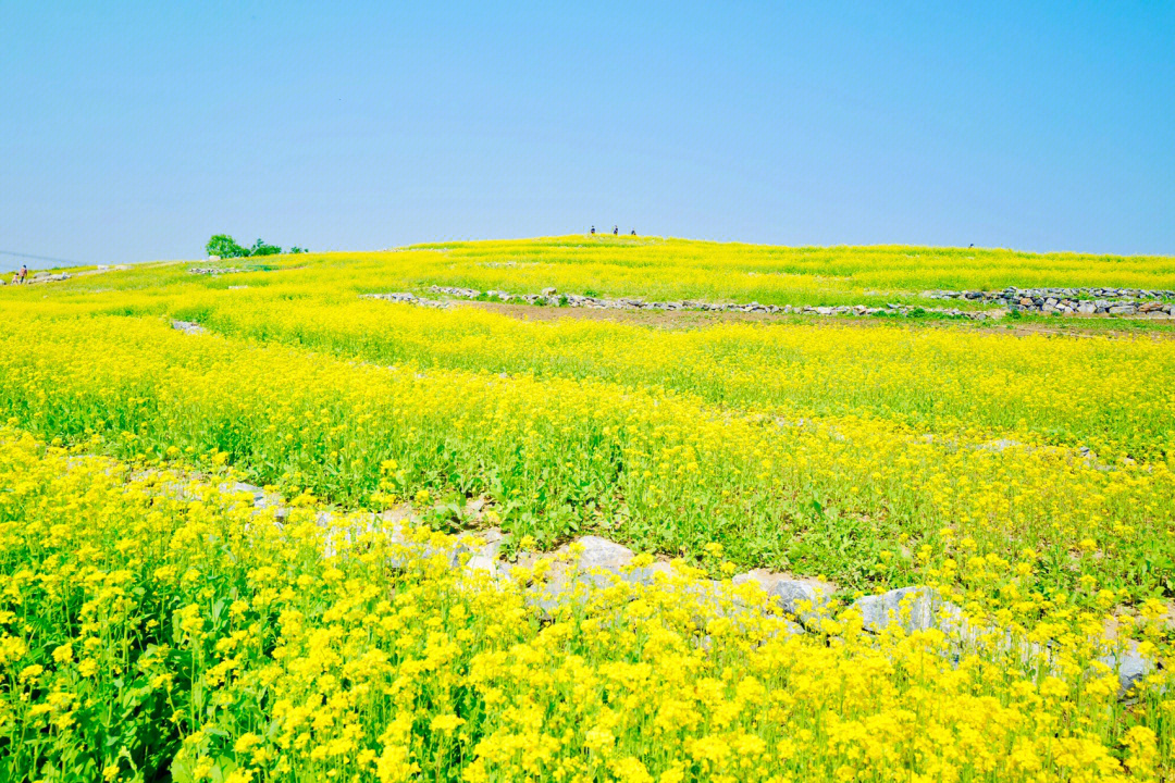 三圣乡油菜花具体位置图片