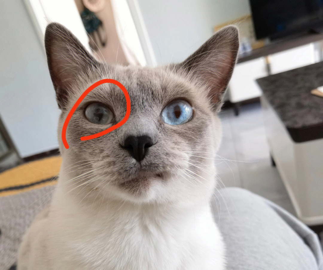猫眼睛构造图片
