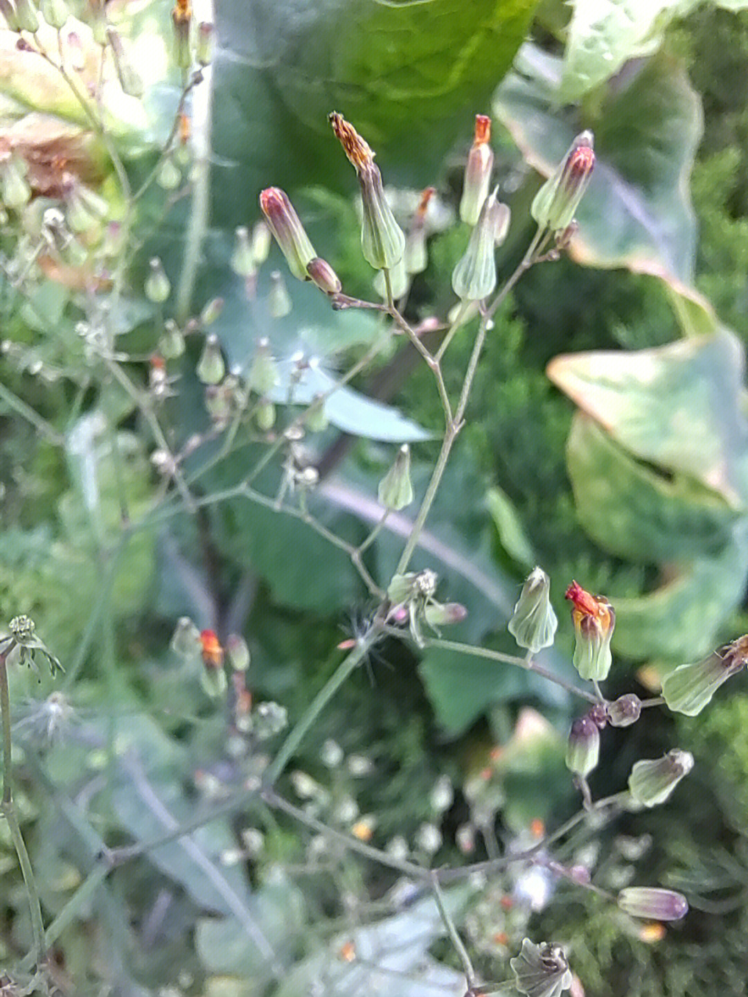 泥胡菜的功效图片