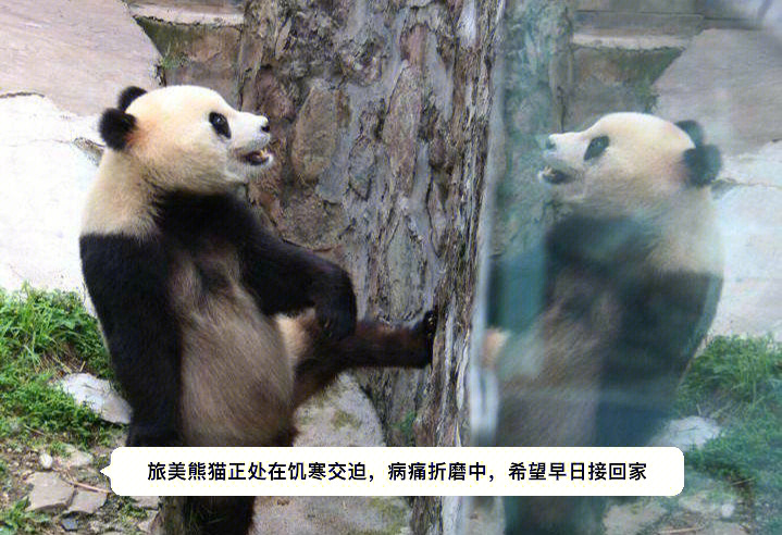 熊猫高高回家纪录片图片