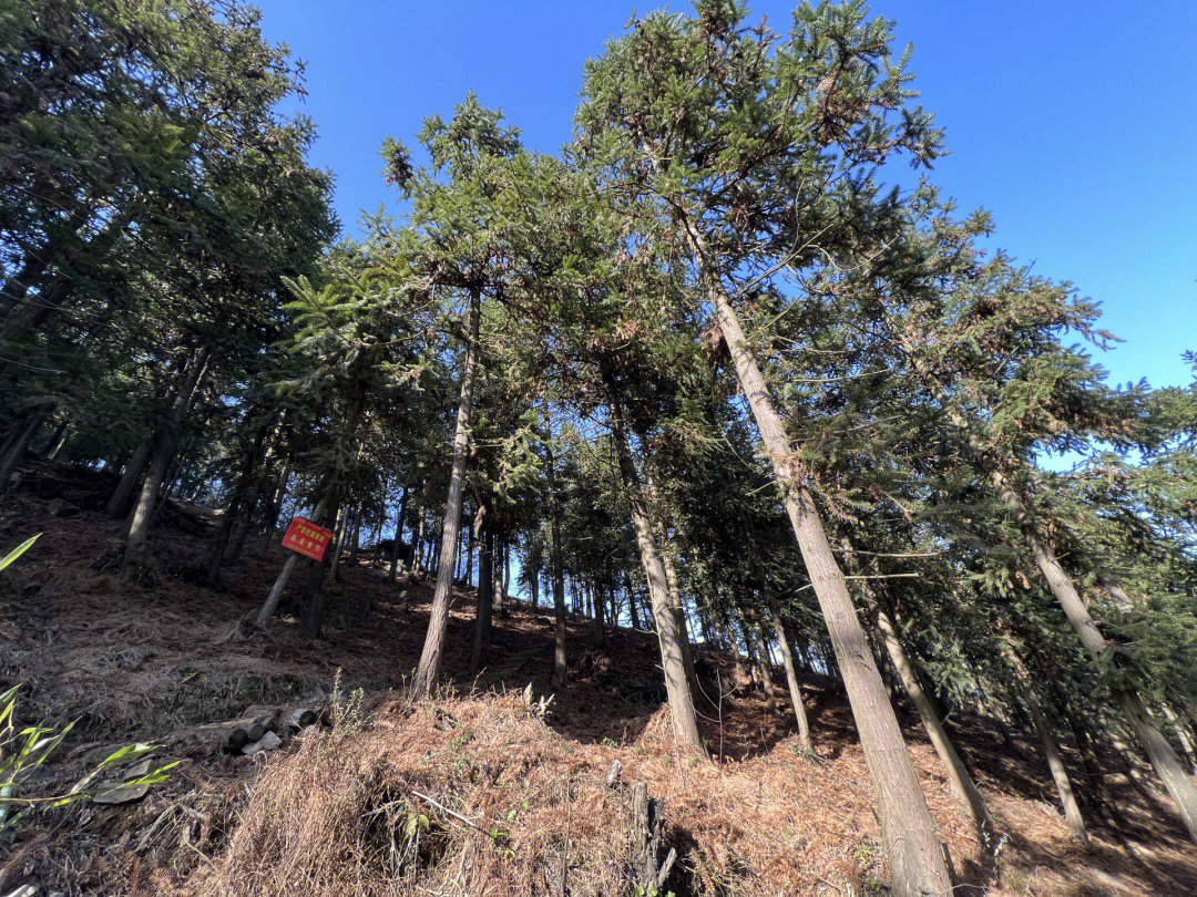 鸬鸟山