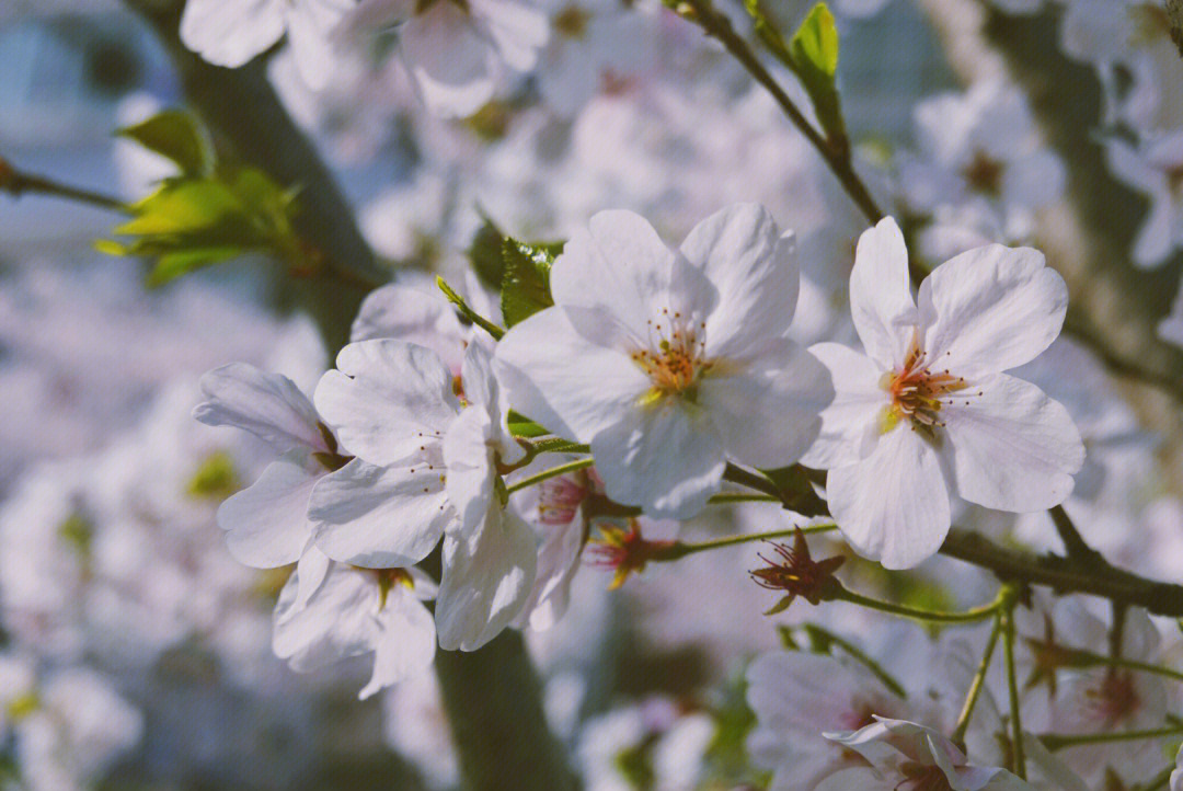 春日樱花漫游#樱花校园#樱花写真#春天#樱花季#春天去