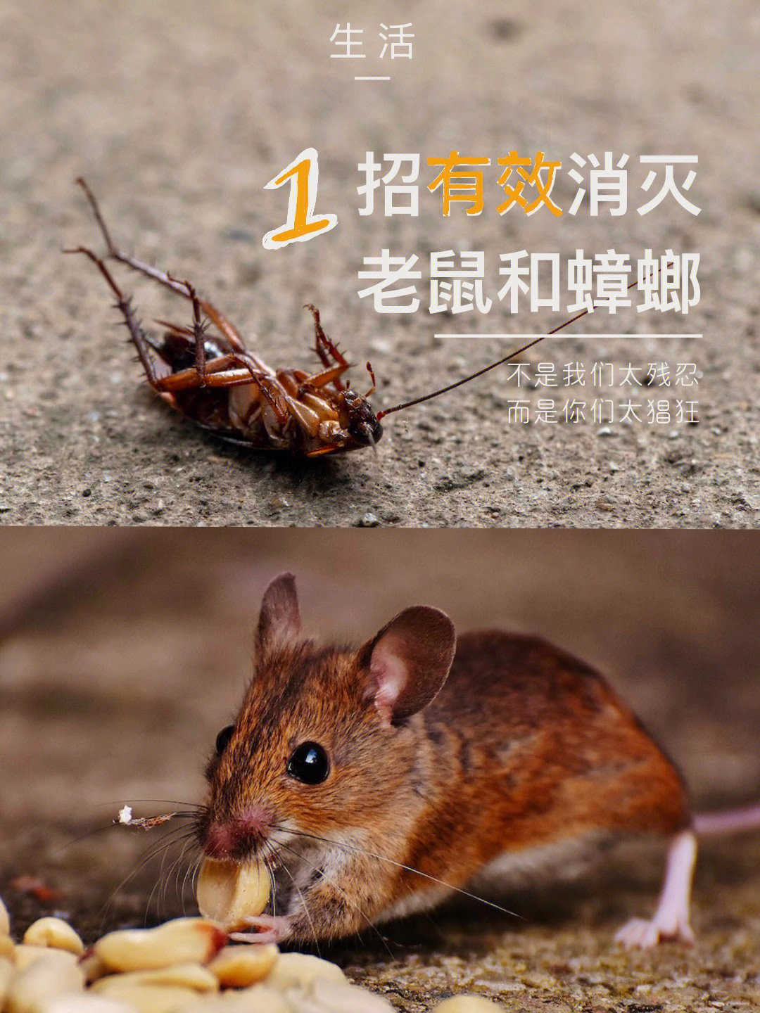 蟑螂鼠真实图片
