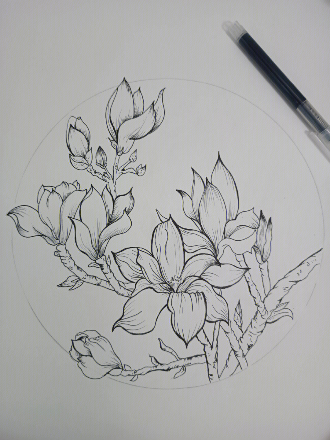 线描玉兰花