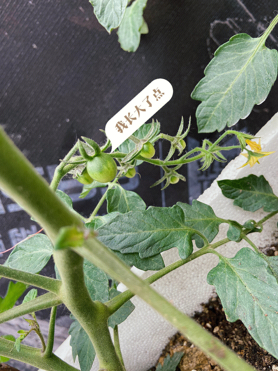 记录小番茄的成长过程