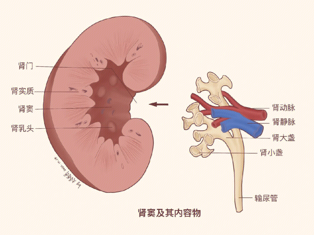 肾间质示意图图片