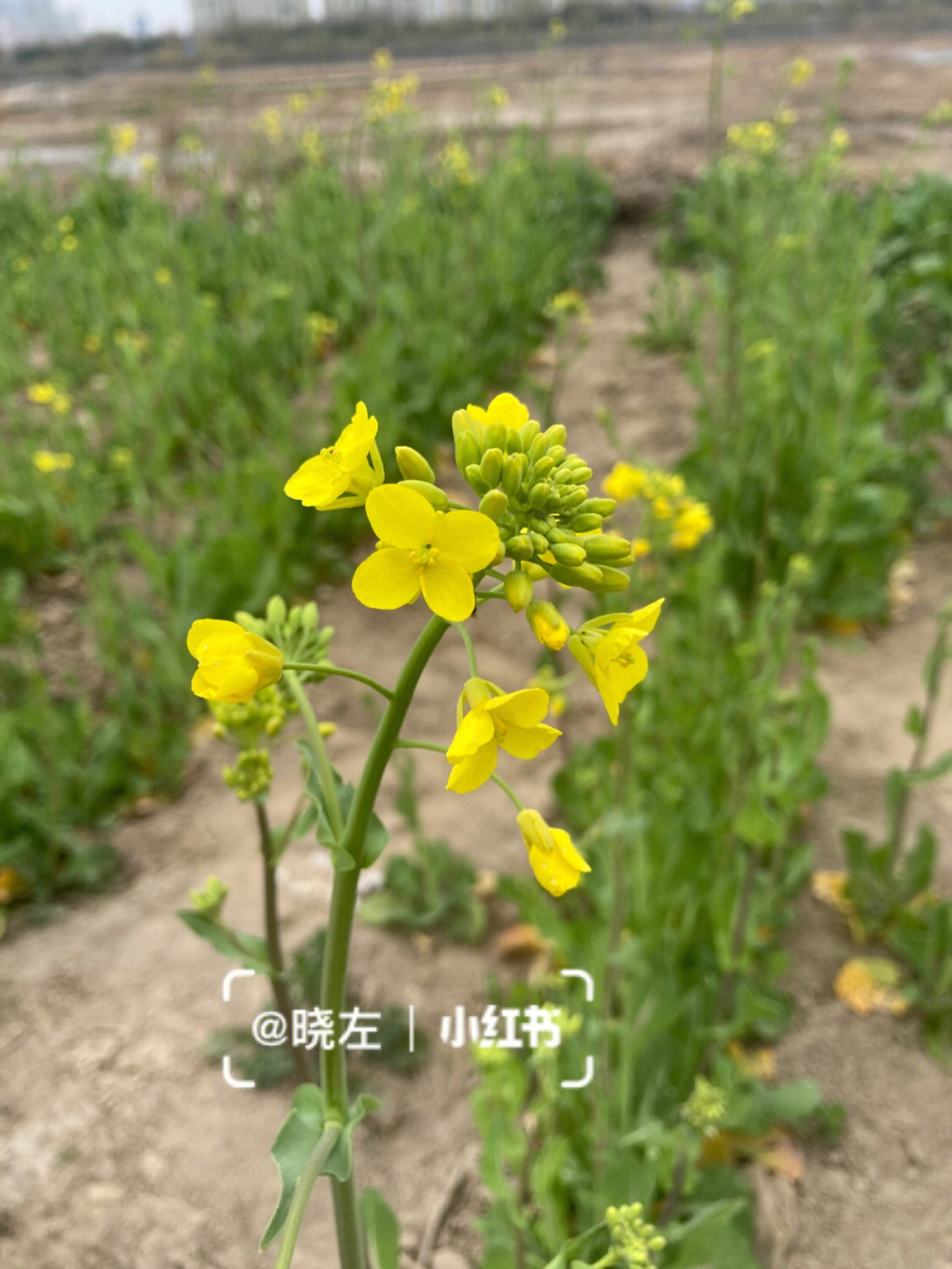 油菜花姿态图片