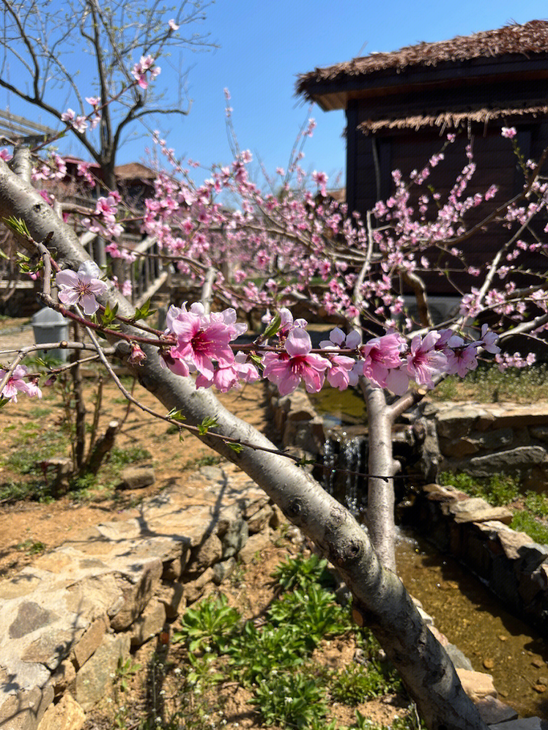 合肥桃花小镇图片