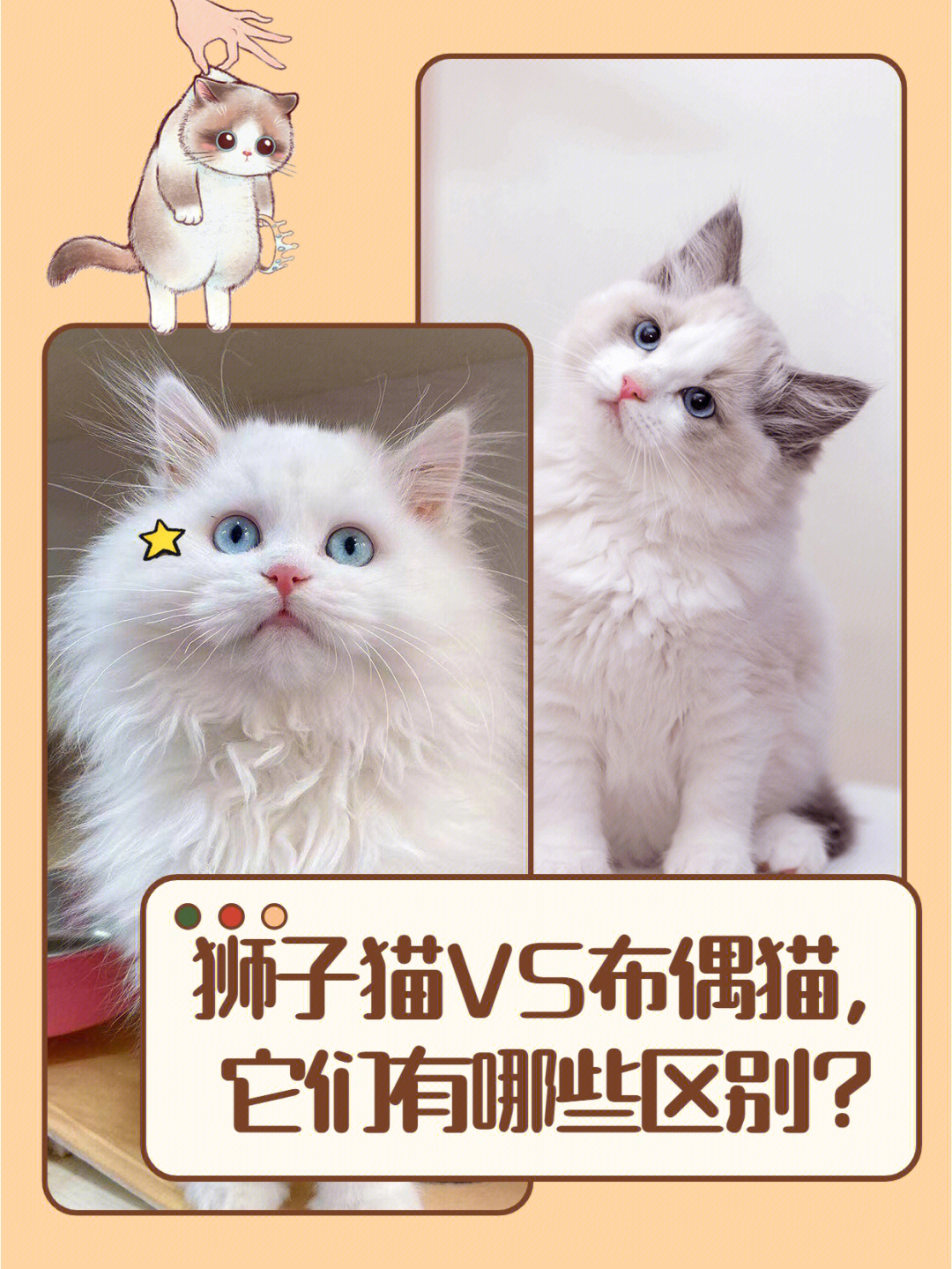 狮子猫小时候辨别图片