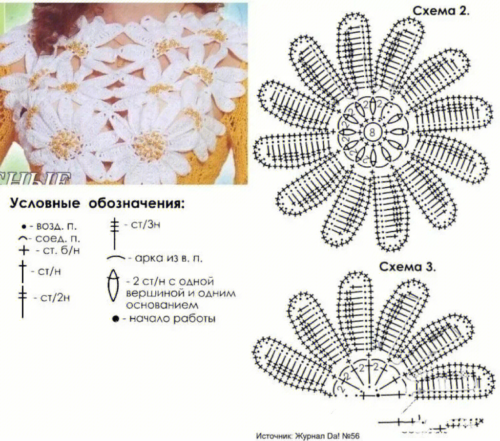 非洲菊结构图解图片