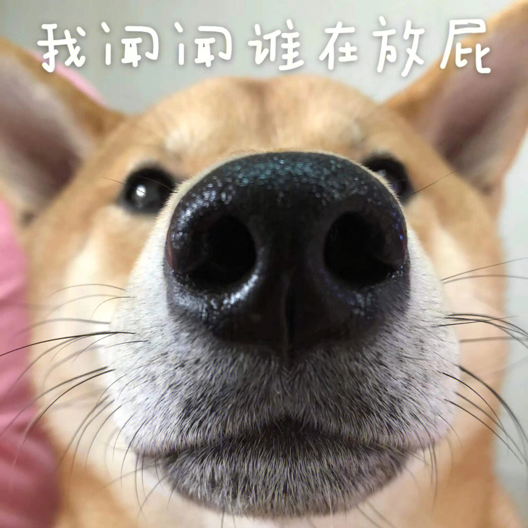 柴犬表情包 翻脸图片