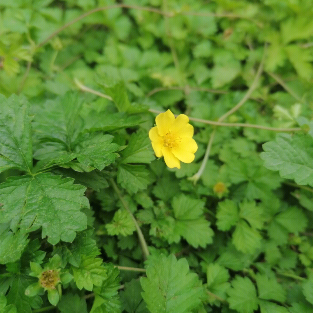 公园里的花02绢毛匍匐委陵菜