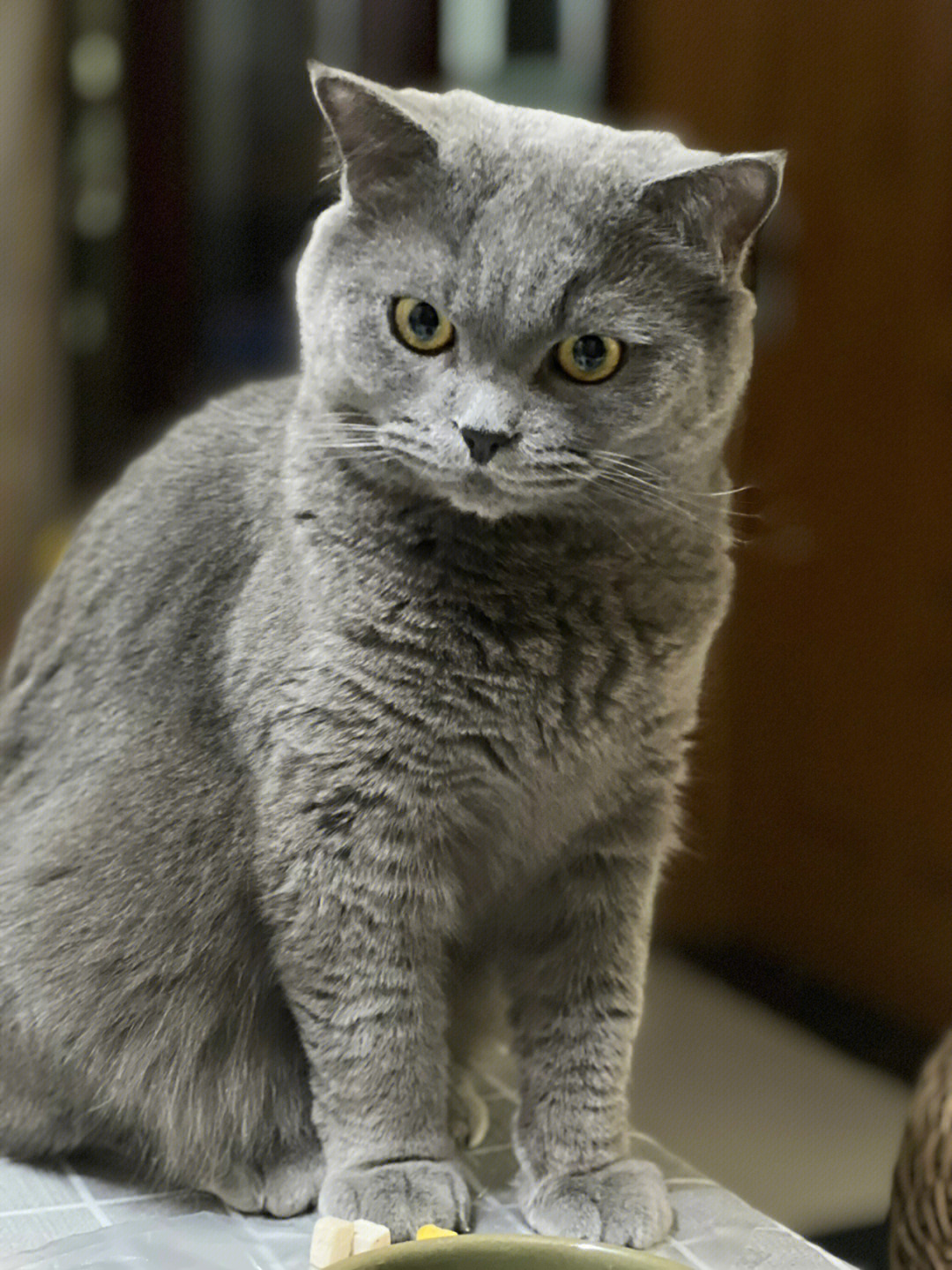 淡灰猫图片