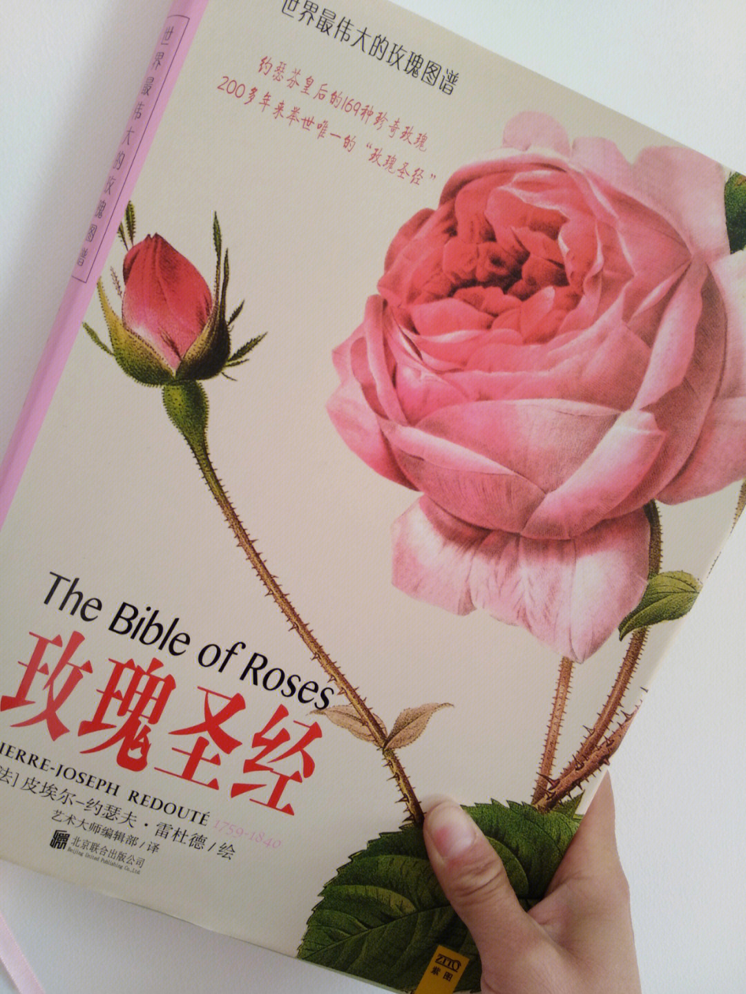 圣经中的沙仑玫瑰图片图片