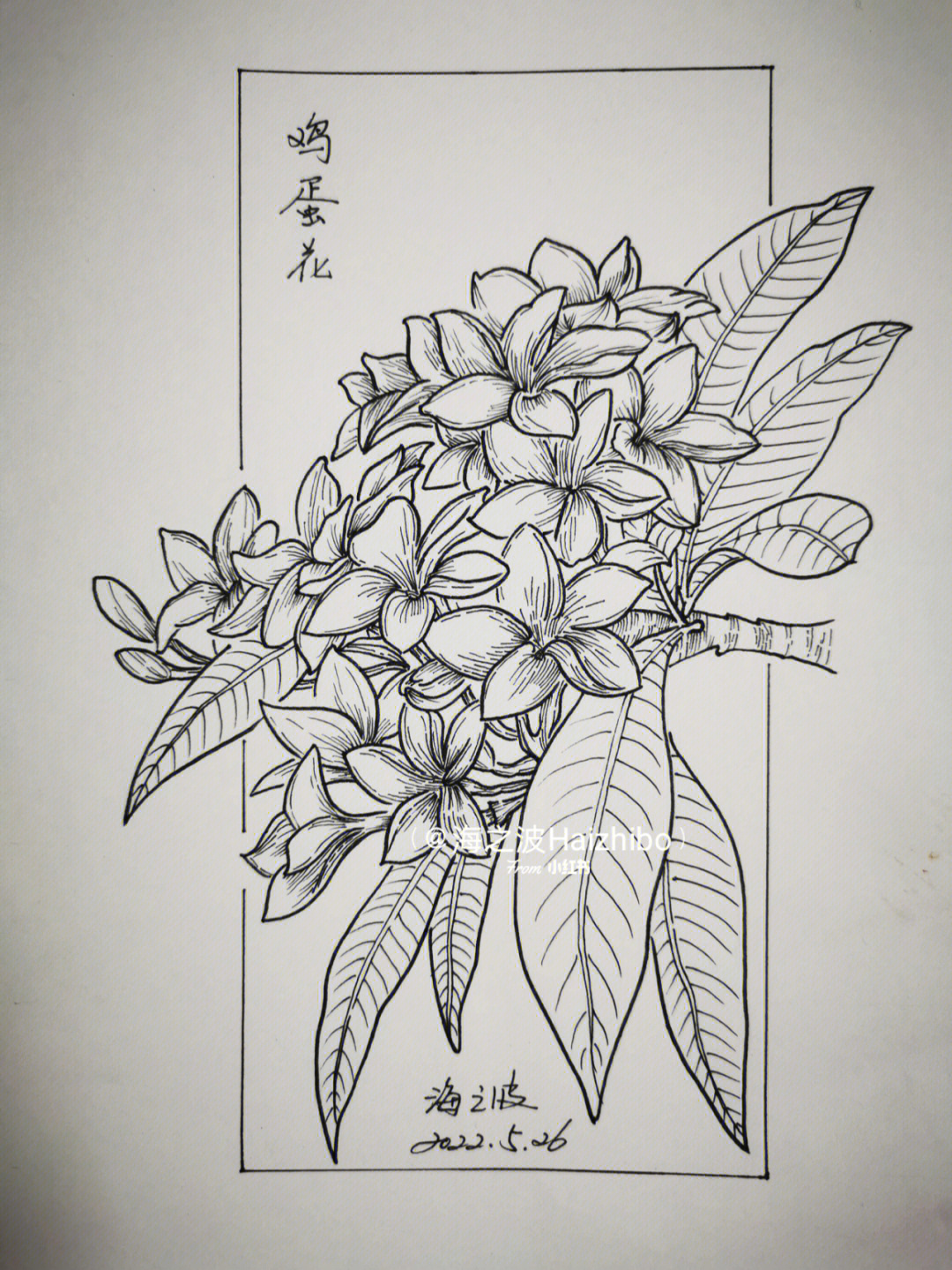 鸡蛋花简笔画(马克笔)图片