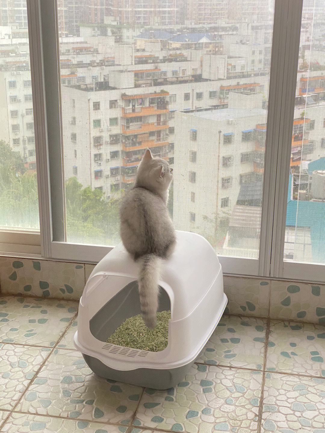 自从养了三只猫之后,家里的猫砂就越来越不抗用