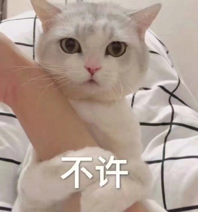 可爱猫咪表情包第二弹