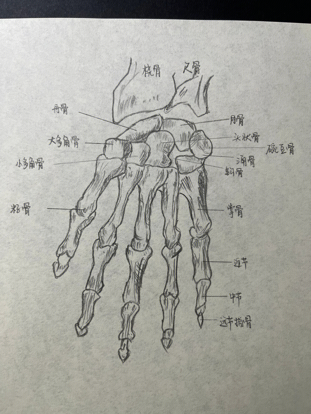 生理学画图图片