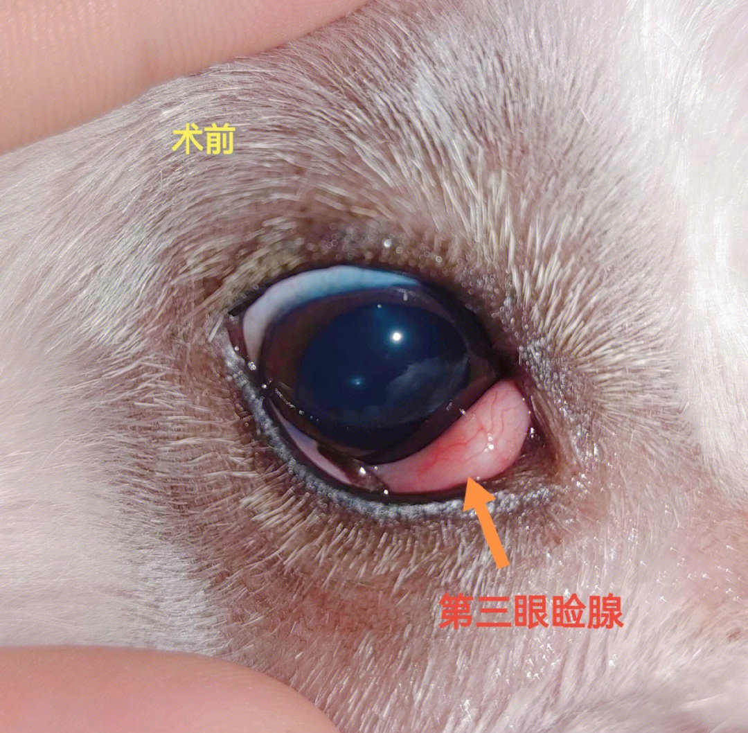 宠物眼科第三眼睑腺包埋手术